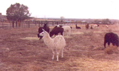 [Navajo Churro Sheep - Llamas]