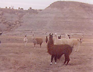 [Navajo Churro Sheep - Llamas]