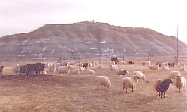 [Navajo Churro Sheep - Herd]