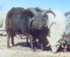 [Navajo Churro Sheep - 4-Horned Churro Rams]