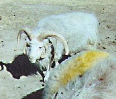 [Navajo Churro Sheep - 4-Horned Churro Rams]