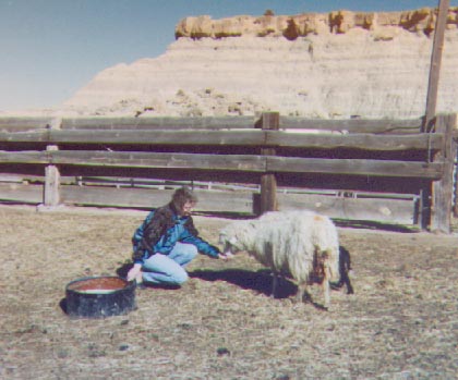 [Navajo Churro Sheep - Sheilah and Ewe]