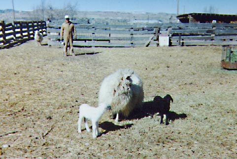 [Navajo Churro Sheep - Harley Hatch and Twins]
