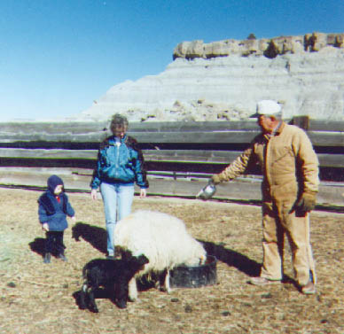 [Navajo Churro Sheep - Michael]