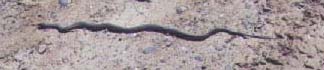 [Simon Canyon Ruins - Snake]